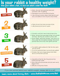 monitoring your rabbits weight bun b rabbit pet rabbit