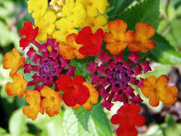 Lantana Hullabaloo Lantana Flowers Mother Nature