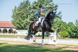 (uncountable) the schooling of a horse. German Dressage Dressage Training And Sales