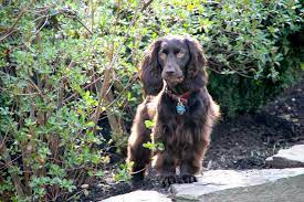 This page is updated on a weekly basis to showcase new puppies available for sale or upcoming litters that will be ready to take home soon. Boykin Spaniel Wikipedia