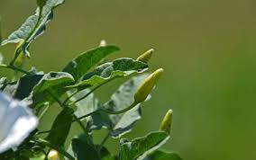 Image result for Convolvulus arvensis