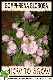 Image result for Gomphrena martiana