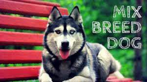 Beautiful german shepherd husky mix. German Shepherd Husky Mix A Guide To The True Alpha Therapy Pet