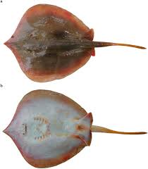 Image result for Tragia brevipes-benthamii-okanyu