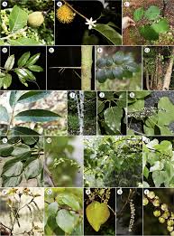 Image result for Salicaceae