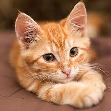 King Collin S Cat Palace Public Group Facebook Gingerkitten Cute Kittens Yavru Kediler Sevimli Hayvan Yavrulari