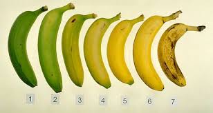 Good For Your Gut Morning Smoothie Unripe Banana Best Time To Eat Banana Healthy