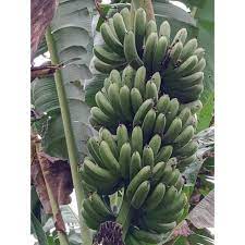 Pisang tanduk adalah jenis pisang besar yang bentuknya melengkung dan juga runcing seperti sebuah tanduk. Benih Pokok Pisang Price Promotion Jun 2021 Biggo Malaysia