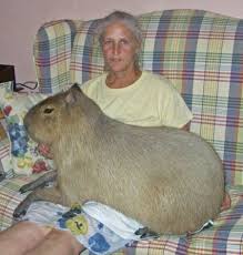Pin On Rodents