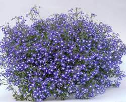 Lobelia Growing It And Advice On Caring For It