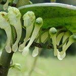 Image result for Solenangis