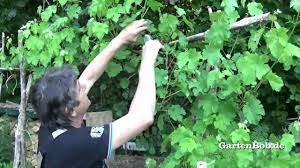 Weinreben Schneiden Im Garten Youtube