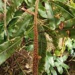 Image result for Oleandra distenta