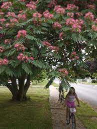 Beautiful Mimosa Tree Garden Gate Flowering Trees Mimosa Tree Trees To Plant