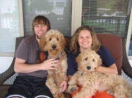 See also our mother quinn on the miniature goldendoodle page for her moyen f1b goldendoodles. Lovable Toy Goldendoodle Goldendoodle Full Grown Goldendoodle
