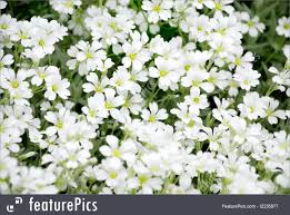 It's a perfect backdrop for any garden. Picture Of White Flowers