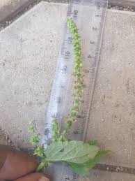 Image result for Platostoma africanum