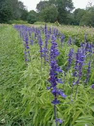 Image result for Salvia farinacea