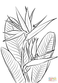 Bird Of Paradise Plant Super Coloring Art Bird Of Paradise Tattoo Flower Drawing