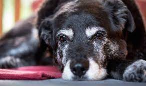 L'équivalent de son âge pour un être humain serait de 133 ans. Le Plus Vieux Chien Du Monde Maggie Almo Nature