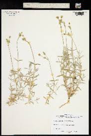 Image result for Cerastium afromontanum