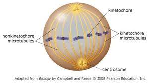 The spindle fibers disperse, and cytokinesis or the partitioning of the cell may also begin during this stage. Not Signed In Masteringbiology Pearson Cell Division Pearson Education Paper Lamp