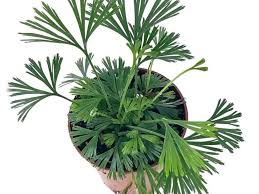 Image result for Actiniopteris