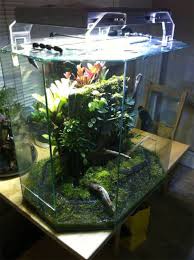 360 Miniature Orchid Tank Dendroboard Miniature Orchids Orchids Gecko Terrarium