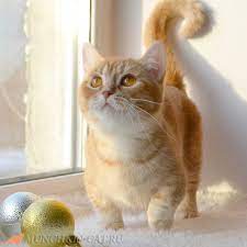 koshka busya poroda munchkin manchkin koshkanaokoshke kotyata kotyatamanchkin manchkinkotyata manchkinkot cats kittens pets