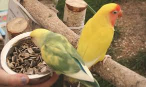 Species Profile Lovebirds Hari