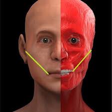 PDF) Intraoral Scanners in Personal Identification of Corpses: Usefulness  and Reliability of 3D Technologies in Modern Forensic Dentistry