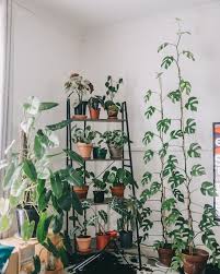 pin on house plants decor