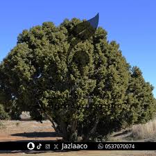 Image result for Juniperus procera