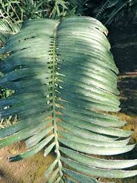 Image result for Encephalartos villosus