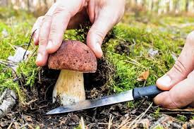 Sie dürfen nur so viele pilze sammeln wie für zwei mahlzeiten ausreichen. Pilze Sammeln Fur Anfanger Die Besten Tipps Fur Die Pilzsaison Kostbare Natur