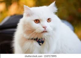 Beautiful Turkish Angora Cat Long White Stock Photo 1537173983