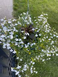 Image result for Lobelia welwitschii