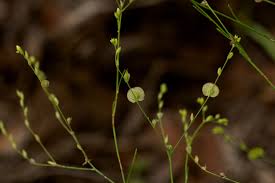 Image result for Limeum fenestratum