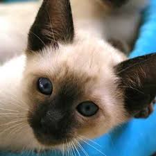Our customers can visit and meet the breeders and kitten parents. Siamese Cat For Sale Ads Free Classifieds Siamese Cats For Sale Siamese Cats Cats And Kittens