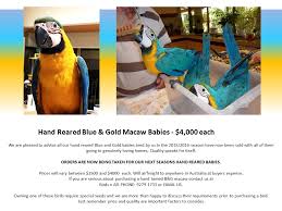 We hope you enjoy our online coloring books! Hand Reared Blue Amp Amp Gold Macaw Babies 4 000 Each Nbsp Nbsp