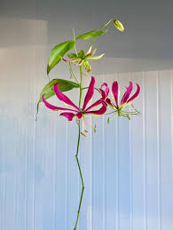 Image result for Gloriosa