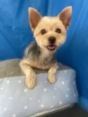 Lisa & Johanna Larson マグネットコレクション 15個セット