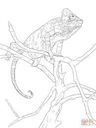 Realistic Veiled Chameleon Coloring Page From Chameleon Category Select From 29189 Printable Crafts Of Car Chameleon Color Coloring Pages Candy Coloring Pages