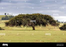 Image result for Acacia abyssinica
