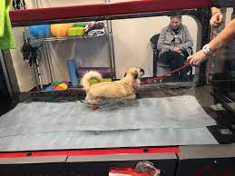We are in need of old newspapers, so if anyone would like to drop some newspapers off at the hospital at 2006 west highway 50 o'fallon il. Canine Physical Rehabilitation Center Pasadena Annapolis Catonsville Md
