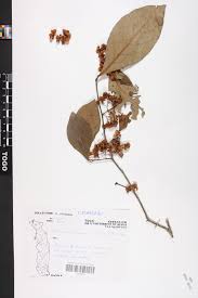 Image result for Gymnosporia buchananii