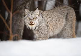 Nicole lewis was driving on may 18 near avery lake, which borders ontario, canada, and the us state of michigan, when she came across two lynx having what se. Canadian Lynx Facts Worldatlas