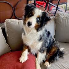 Dogs are the domesticated descendants of the wolf. Rockin Diamond T Ranch