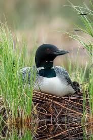 Loons Are My Absolute Favorite I Love Their Haunting Mournful Cries Hayvanlar Rengarenk Kuslar Guzel Kuslar