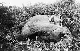 Elephant Hunting In Africa | Montefeltro